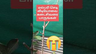 மல்பெரி செடி நிலை ரொம்ப மோசமா இருக்கு terracegardeng plants shortvideo [upl. by Labina]