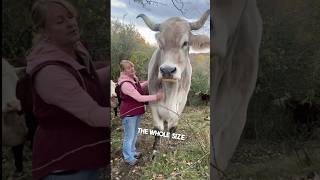 This man owns a giant animal on his farm 😳 [upl. by Namyw]