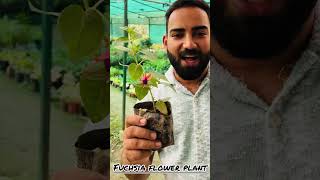 Visit Saharanpur for Fuchsia flower fuchsia flowers planting decoration garden farming [upl. by Aldred]