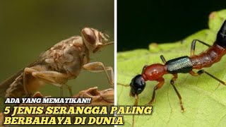 ADA YANG MEMATIKAN 5 Jenis Serangga Paling Berbahaya Di Dunia [upl. by Faith]