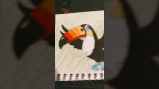 Toucannon Drawing [upl. by Harat]