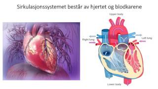 Sirkulasjonssystemet Introduksjon [upl. by Brant]