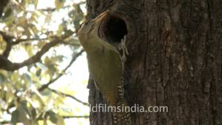 Busy woodpecker unaware of the camera [upl. by Dimond813]