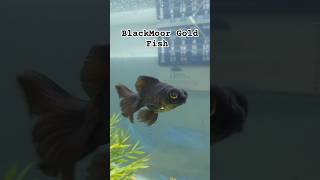 Beautiful BlackMoor Gold Fish  Fish Aquarium  PaSHaSaHaaB 2024 aquarium viralvideo shorts [upl. by Aeresed]