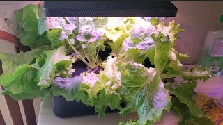 iDoo hydroponic system 6 week update [upl. by Dolorita602]