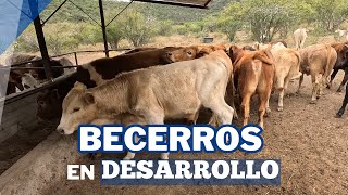 ¿Cómo engordar BECERROS EN DESARROLLO  RancheandoAndo [upl. by Anaej399]