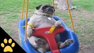 Pugs Are Awesome Compilation [upl. by Revorg]