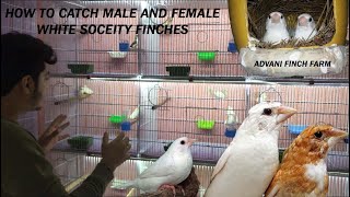 How we can catch Male and Female in WHITE BENGALESE FINCHES  URDU  HINDI  ADVANI FINCH FARM [upl. by Finkelstein]