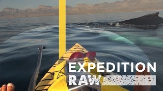 Whales Surprise Baja Paddlers  Expedition Raw [upl. by Weingarten]