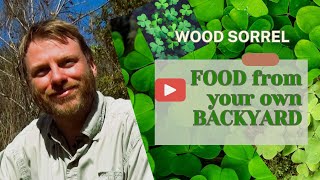 Wood Sorrel Food from your Backyard woodsorrel foraging naturalfood [upl. by Cai]