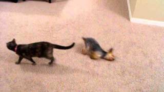 Toy Yorkie does hilarious 2 legged crawl after bath [upl. by Kronick689]