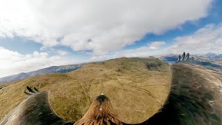 Just How Good is Eagle Vision  Natural World Super Powered Eagles  BBC Earth [upl. by Nocaj174]