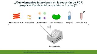 MARCADORES GENÉTICOS Parte 3 MARCADORES DE ADN BASADOS EN LA REACCIÓN EN CADENA DE LA POLIMERASA [upl. by Hecker]