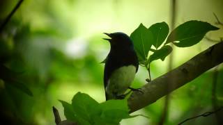 Blue and White Flycatcher Cyanoptila cyanomelana [upl. by Essirahc]