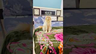 Billu se cheating😳😳 cat catcomedy billucat sajidcat billicomedy catvideos catlover billug [upl. by Giark]