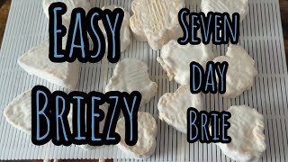 Easy Briezy How to make a fast ageing brie style cheese at home [upl. by Josie]