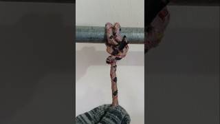 CLOVE HITCH amp 2 HALF HITCHES shortvideo howtotie knottying [upl. by Eenaj]