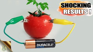 Effect of Electricity on Plant Growth  DIY Gardening Experiment on ElectroCulture with Results [upl. by Merril13]