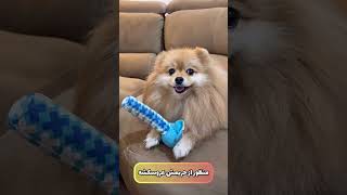 شوشو مظلوم دستش خورد به عروسک وزه چیکارش کرد shortvideo dog [upl. by Barbarese]