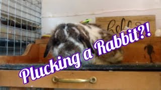 TIPS AND TRICKS FOR RABBIT MOLTING  Holland Lop Rabbits [upl. by Yelsnik]