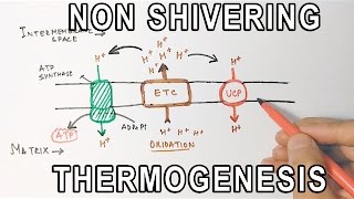 Mechanism of NonShivering Thermogenesis [upl. by Zysk]