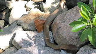 Massive King cobra on the move  Singapore [upl. by Repmek]