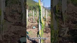 Dragon fruit  How to apply organic fertilizer Part 1 [upl. by Drawd]