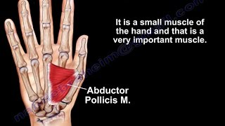 Anatomy Of The Adductor Pollicis Muscle  Everything You Need To Know  Dr Nabil Ebraheim [upl. by Elnar]