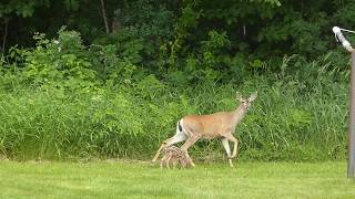 Blacktail deer and fawn [upl. by Arnie]