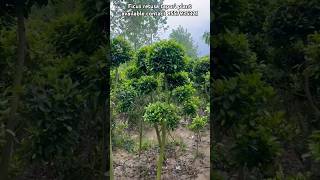 Ficus retusa 89 feet height available gajraulanursery plant shorts [upl. by Ozmo492]