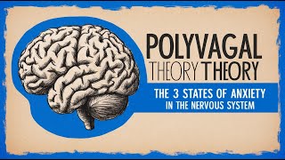 Polyvagal Theory The 3 States of Anxiety in the Nervous System [upl. by Merta]