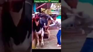 Happy New Year in Advance 🤣🤣shortsvideo youtubeshorts viralvideo funnyvideos comedyvideos [upl. by Aser715]