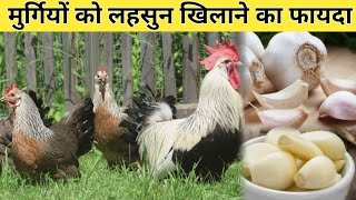 मुर्गियों को लहसुन खिलाने का फायदा fast growth in desi chicken chicks  Desi murgi palan [upl. by Biel818]