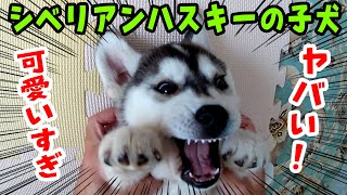 【ハスキー】シベリアンハスキーの子犬が可愛すぎる 2【チビはっちゃん】 [upl. by Coriss]