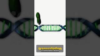 Introduction to Zinc Finger Nucleases [upl. by Elacsap891]