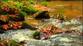 Musique Relaxante De Piano Au Chant Des Oiseaux Détente Apaisante Le Calme Guérison 🌿 [upl. by Crelin36]