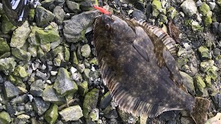 How to catch flounder in NZ [upl. by Boudreaux789]