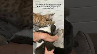 This man rescued a lost motherless baby bobcat and brought it home to raise animalshorts [upl. by Shama]