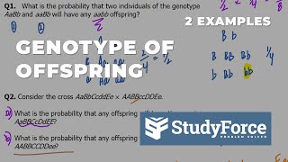 Predicting Genotype of Offspring  Cross Probability [upl. by Kinney]