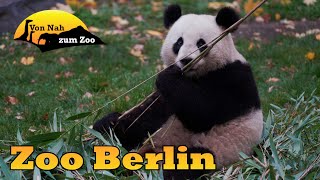 Zoo Berlin  der beste Stadtzoo Deutschlands  Von Nah zum Zoo [upl. by Rolfe]