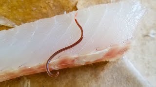 Parasite Worm in Fish Meat [upl. by Nolak]