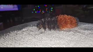 Woolly Bear Caterpillar  Part 15 [upl. by Eneroc]