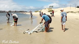 Pesca de Tarrafas na Barra de Tramandaí pescadores tainhas e botos em sintonia Vídeo 1 [upl. by Ylenats]