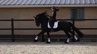 Marcel van Cayenne Stables Tjebbe 500 x Wytse 462 [upl. by Sheff102]