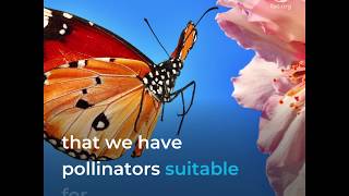 Pollinators our allies against climate change [upl. by Thunell]