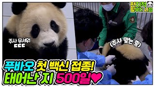 SUB 전지적 할부지 시점 ep 35 500일 맞이한 푸바오 오늘은 1차 백신 맞는 날💉│에버랜드 판다월드Everland Panda Fubao [upl. by Adiarf]