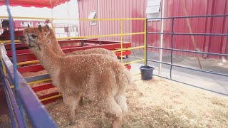 South Carolina State Fair has animals you can pet [upl. by Icken]