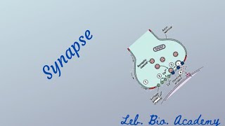 the synapse [upl. by Rosemaria]