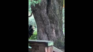 Best back cracking form yoga squirrel shortsvideo nature squirrel 92524 [upl. by Keverne]