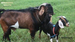 Incredible Big Male Goat at Farm  Special Big Anglo Nubian Goat [upl. by Namzed]